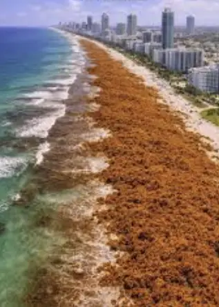 sargassum beached